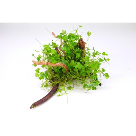 Hydrocotyle japan na kořeni