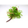 Hydrocotyle japan na kořeni
