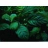 Anubias barteri Coffeefolia (foto: Karel Rataj st., r.1980)