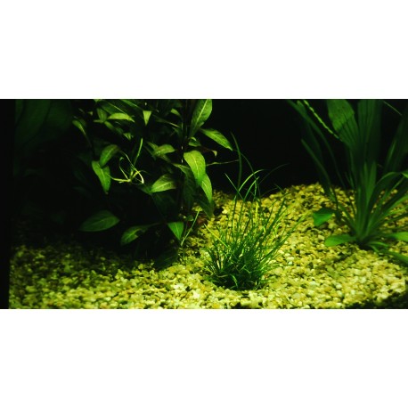Echinodorus tenellus  (foto: Karel Rataj st., r.1980) 