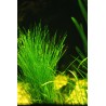 Eleocharis acicularis (foto: Karel Rataj st., r.1980) 