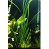 Vallisneria spiralis (foto: Karel Rataj st., r.1980) 