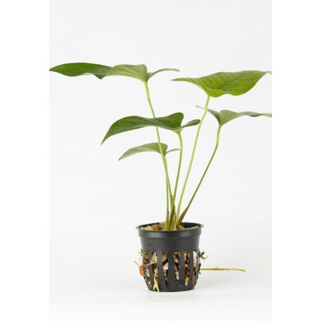 Anubias gigantea