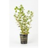 Rotala Ceylon