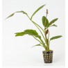 Echinodorus Rose