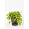 Micranthemum Monte Carlo