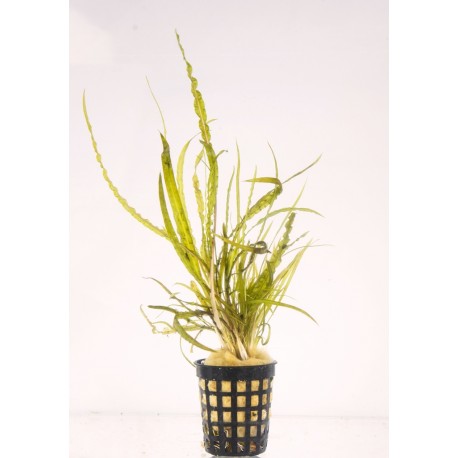 Cryptocoryne tonkinensis