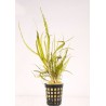 Cryptocoryne tonkinensis