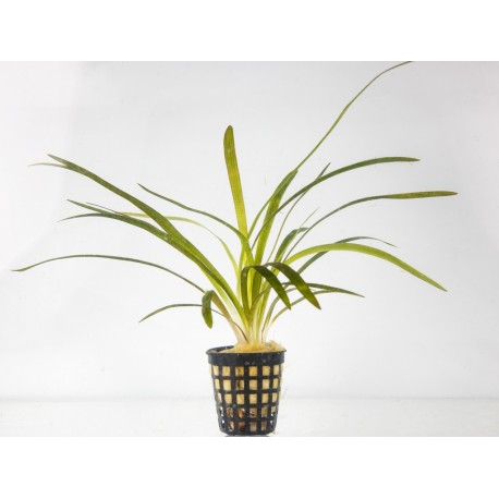 Sagittaria platyphylla