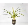 Sagittaria platyphylla