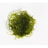 Java moss