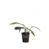 Anubias barteri Coffeefolia