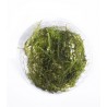 Vesicularia reticulata - Erect moss