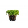 Hemianthus callitrichoides