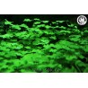 Hydrocotyle japan