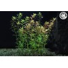 Rotala rotundifolia