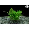 Hygrophila corymbosa mini