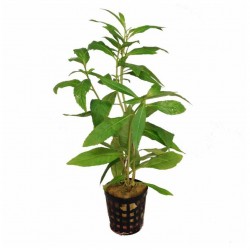 Penthorum Sedoides 2