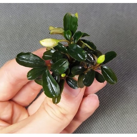 Bucephalandra Kedagang Round Mini