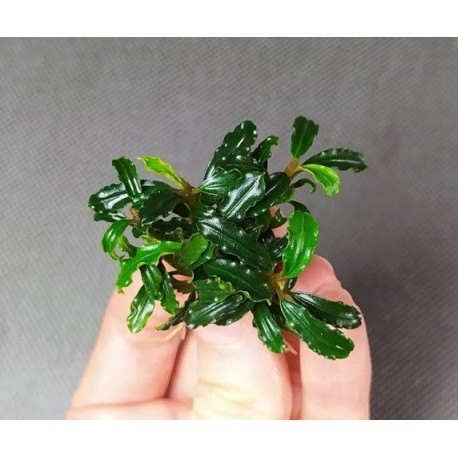 Bucephalandra Brownie Adinda