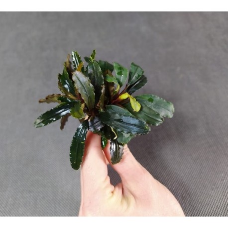 Bucephalandra Green Jade