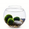 Set - kulaté akvárium 20 cm, 3 řasokoule, dekorace
