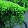 Vesicularia ferriei (Weeping moss)