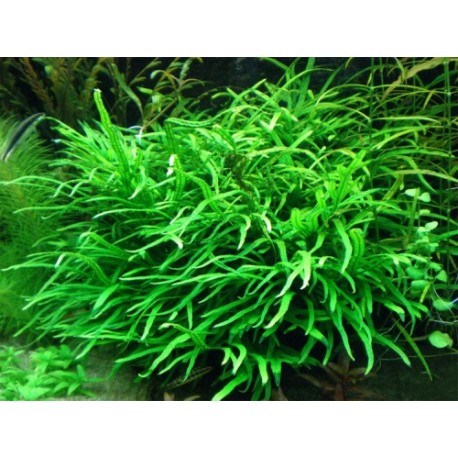 Microsorum pteropus 'Trident'