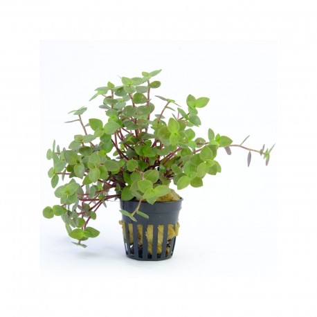 Callisia repens (GOOLIWOOG) SLEVA