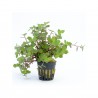 Callisia repens (GOOLIWOOG) SLEVA