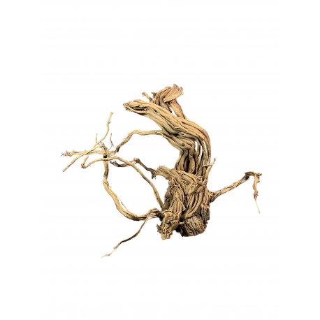 Kořen Curl wood č.2