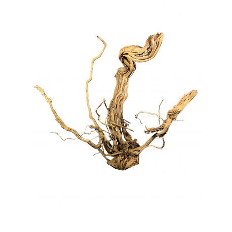 Kořen Curl wood č.3