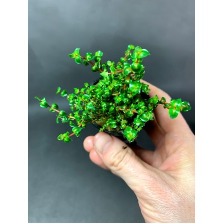 Rotala sp. Pearl