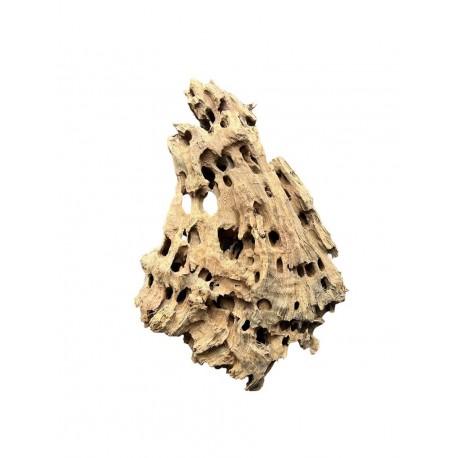 Kořen DRAGON wood K1