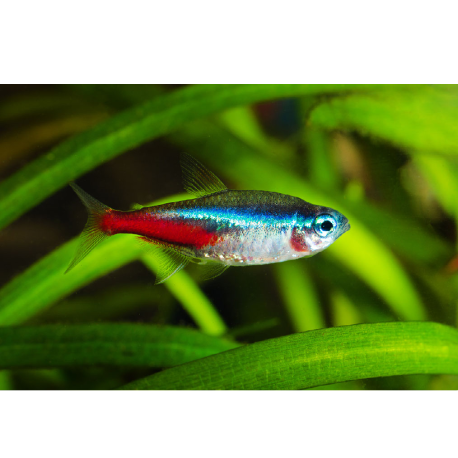 Tetra neonová - Paracheirodon innesi - Neonka Obecná