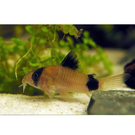 Pancéřníček panda - Corydoras panda