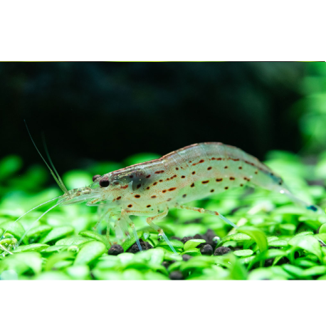 Krevetka japonská - Caridina japonica