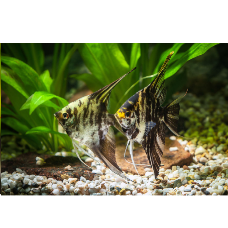 Skalára Mramorová - Pterophyllum scalare "Mramor"