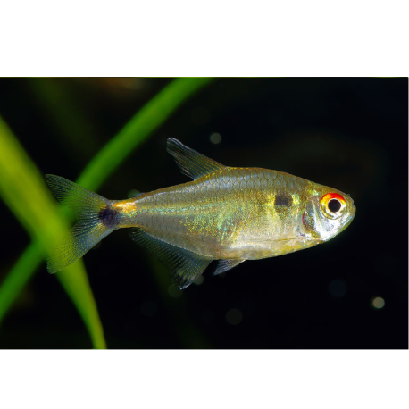 Tetra svítivá - Hemigrammus ocellifer