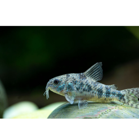 Pancéřníček skvrnitý - Corydoras paleatus