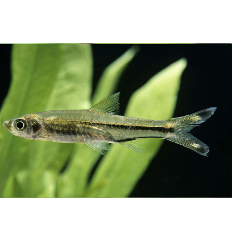 Razbora průsvitná - Rasbora trilineata