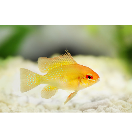 Cichlidka Ramirézova - Mikrogeophagus Ramirezi "Gold"