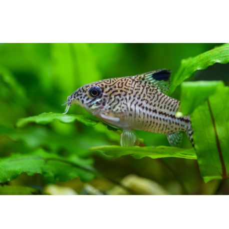 Pancéříček leopardí - Corydoras julli /leopard/