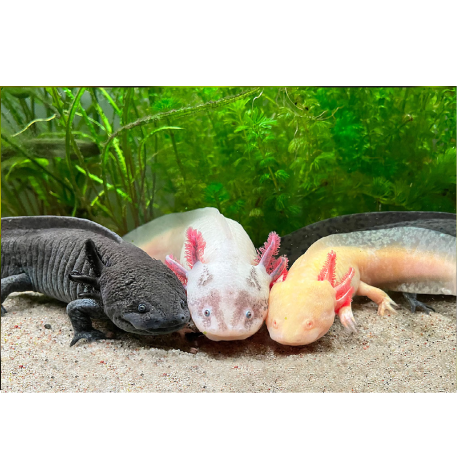 Axolotl mexický