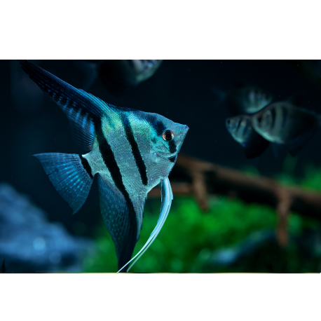 Skalára amazonská - Pterophyllum scalare Blue Diamond