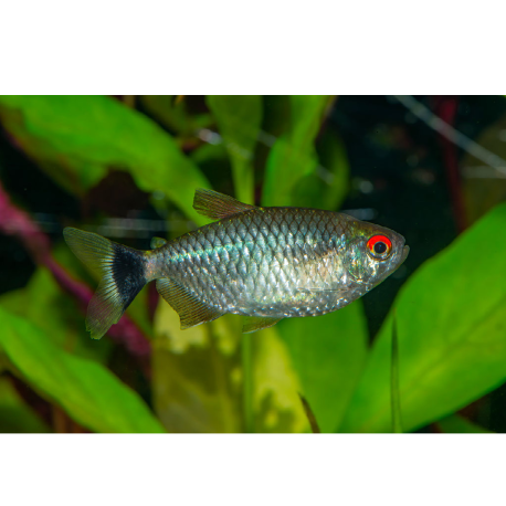 Tetra paraguayská - Moenkhausia sanctaefilomenae