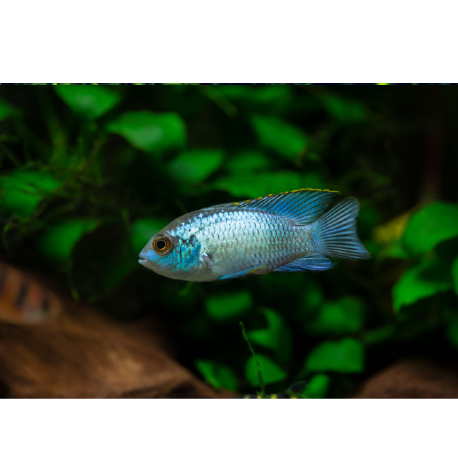 Akarka zelená Neon Blue - Nannacara sp. Neon Blue