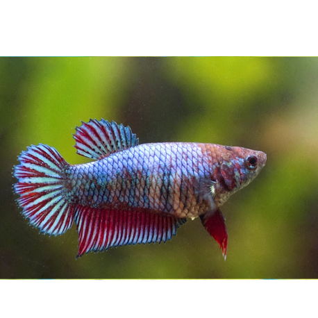 Bojovnice pestrá samice F - Betta splendens female