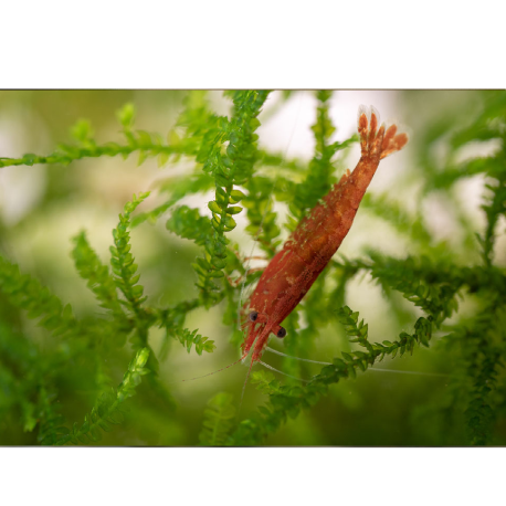 Krevetka červená var. Red cherry - Neocaridina davidi var. Red cherry