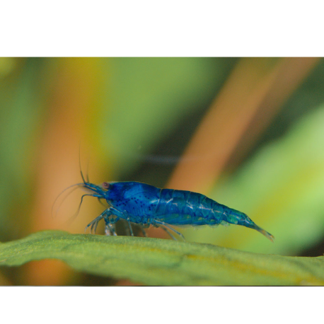 Krevetka Neocaridina davidi var. Blue Dream